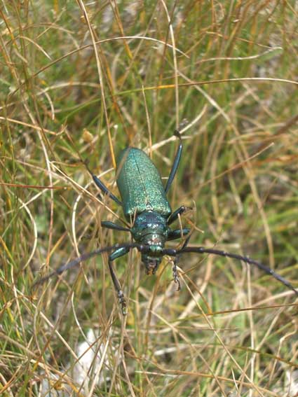 Aromia moschata
